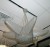 Rene Lalique chandelier Noisetier